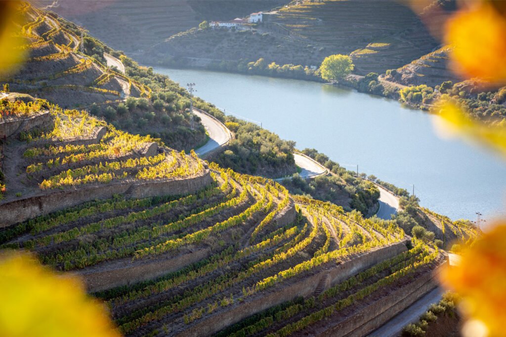 Terraced vineyards along the Douro Valley hillsides overlooking the Douro River in Portugal during a sunny day