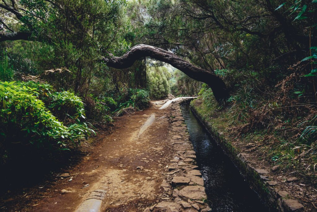 Levada walk in Madeira Island surrounded by laurel forest, one of the island’s most iconic hiking experiences