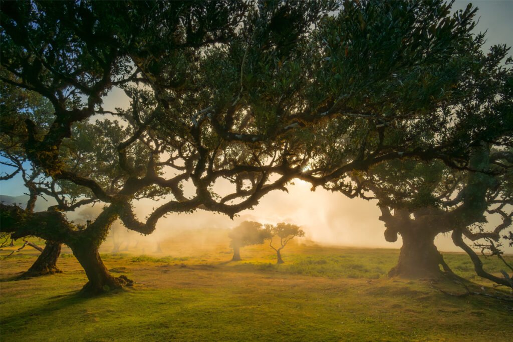Ancient gnarled laurel trees in Fanal Forest Madeira shrouded in mystical white mist