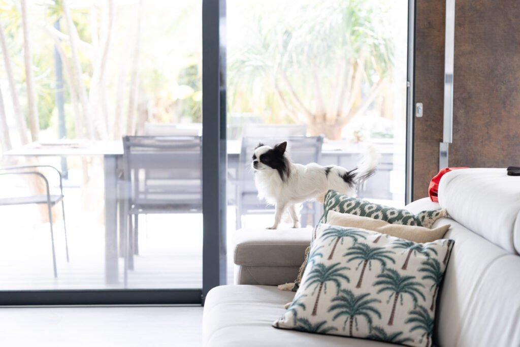 A pet-friendly AL property in Caniço, Madeira, showing a small dog sitting comfortably on a contemporary white sofa with tropical cushions, overlooking the coastal garden terrace