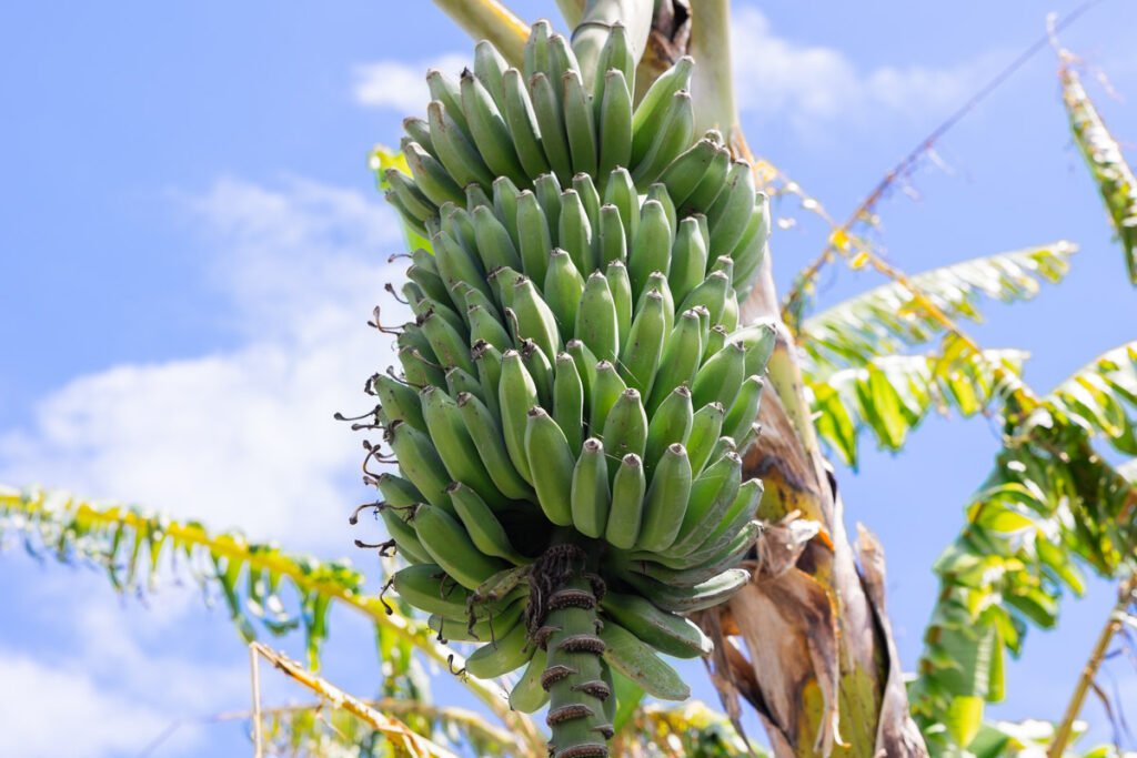 A close-up of fresh green bananas growing on a tree inside the extensive outdoor green spaces of a luxury casa con jardin frente al mar in Caniço Madeira