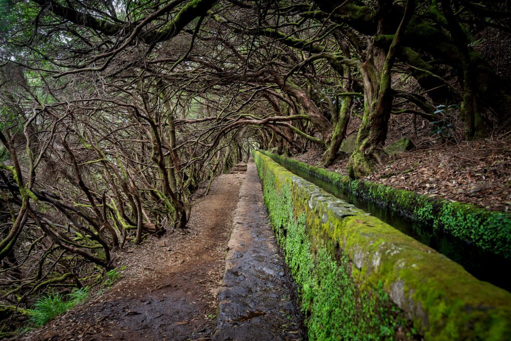 A scenic hiking trail alongside an ancient stone levada water channel surrounded by crooked trees and mossy forest in Madeira Island