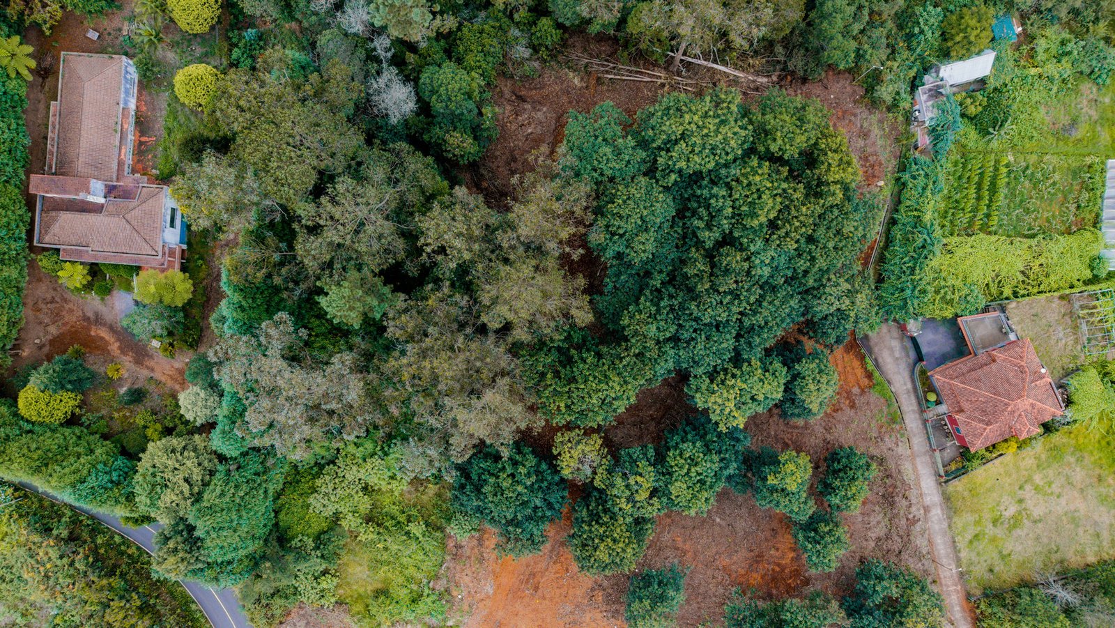Close-up aerial top view of natural trees and green vegetation on land plot in Santana